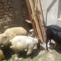 اول توضیحات با دقت بخوان