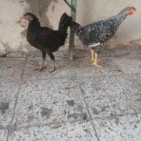 خروس دوتا چهل تاج سر حال وجوان به فروش مرسد
