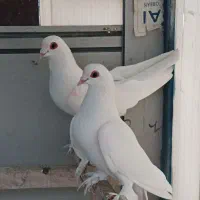 کبوتر|حیوانات|تبریز, |دیوار