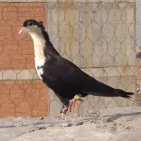 المانی و رنگی و فری|پرنده|گنبد کاووس, |دیوار