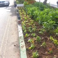 باغبانی|خدمات باغبانی و درختکاری|قم, وادی السلام|دیوار