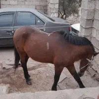 اسب نریان اهلی