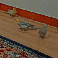 چهار عدد عروس هلندی معاوضه با پرنده سخنگو