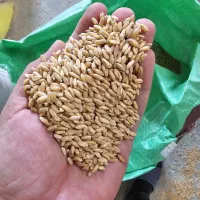 دانه تخمگذار بلدرچین بوقلمون مرغ زینتی صنعتی خانگی|عمدهفروشی|کرج, آق تپه|دیوار