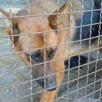 واگذاری سگ نگهبان|سگ|نوکنده, |دیوار