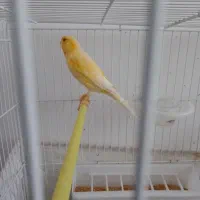 قناری و سهره