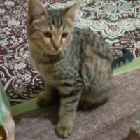 گربه گم شده پیداشده