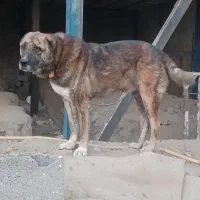 کوسفندی|حیوانات مزرعه|مشهد, میان ولایت|دیوار