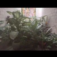 گل اپارتمانی|گل و گیاه طبیعی|فیروزآباد (فارس), |دیوار