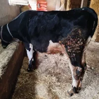 گوساله ماده هلشتاین آمریکایی ده ماهه|حیوانات مزرعه|تالش, جوکندان|دیوار