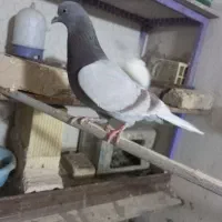 کبوتر پیس مسجدی