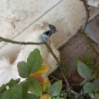 خروس ابریشمی پنج انگشت گوشواره آبی|حیوانات مزرعه|ری, دولتآباد|دیوار