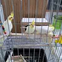 عروس هلندی مولد|پرنده|رودهن, |دیوار