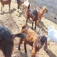 گوسفند فروشی سالم و سرحال و چندتایی آبستن|حیوانات مزرعه|رودخانه, |دیوار