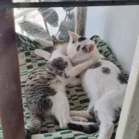 گربه سه ماهه|گربه|رشت, دیلمان|دیوار