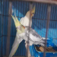 طوطی عروس|پرنده|رشت, توشیبا|دیوار