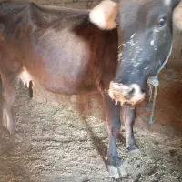 کشاورزی|حیوانات مزرعه|محمدبار, |دیوار