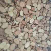 بذر باقلا توشن