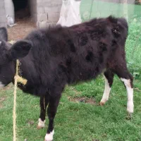 گاووگوساله چالوسی|حیوانات مزرعه|لولمان, |دیوار