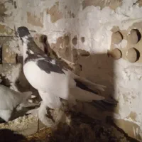 کبوتر|پرنده|هشتگرد, تهران دشت|دیوار