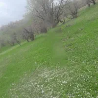 فروش زمین کشاورزی در میشخاص