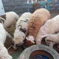 فروش بره پرواری|حیوانات مزرعه|رفسنجان, |دیوار