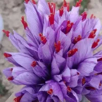 زعفران وز  ر  ش  ک  وع ن ا ب