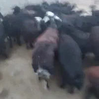 گوسفند نژاد قره قزل سیاه کبود|حیوانات مزرعه|بوکان, |دیوار