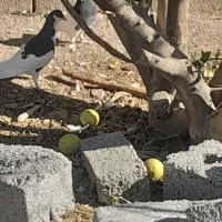 کبوتر|پرنده|اهرم, |دیوار