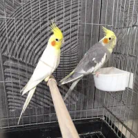 جفت مولد عروس هلندی