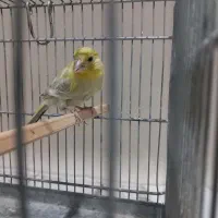 قناری نر|پرنده|مسجد سلیمان, |دیوار