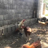 خروس لاری فروشی