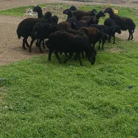 شیشک ماده سیاه