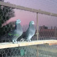 فروش کبوتر|پرنده|بندرعباس, |دیوار