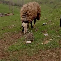 قوچ یا بران  کوردی