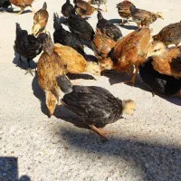 مرغ|حیوانات مزرعه|سوسنگرد, |دیوار