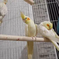 عروس هلندی حراج|پرنده|محمدیه-قزوین, |دیوار