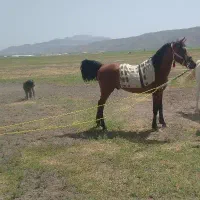اسب|اسب و تجهیزات اسب‌سواری|اهواز, زردشت|دیوار