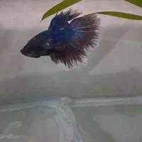 انواع و اقسام فایتر هالفمون با بالاترین کیفیت