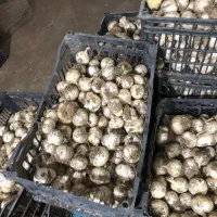 موسیر سیر