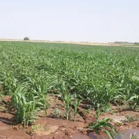 ۳۰۰۰۰ متر زمین کشاورزی روستای فارسیان|فروش دفتر صنعتی، کشاورزی، تجاری|دشتابی, |دیوار