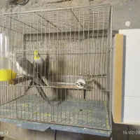 سه جفت عروس هلندی