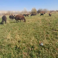 تعداد ۳۰ راس گوسفند قزل  برای نگهداری عالی