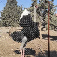 شترمرغ مولد نر و ماده بالغ تخم گزار