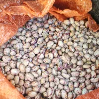 لوبیا چیتی|عمده‌فروشی|شیراز, شهرک قمشه|دیوار