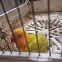 کوتوله ماده تخم گذار