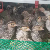 جوجه بلدرچین ۱۵ روزه|حیوانات مزرعه|رشت, بازار|دیوار