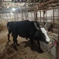 فروش گاو با گوساله. و گاو ابستن