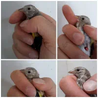 جوجه سهره