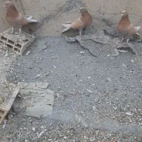 کبوتر زرد پر